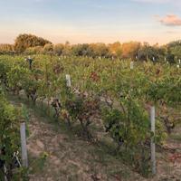 Terreno Agricolo in produzione