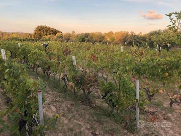 Terreno Agricolo in produzione