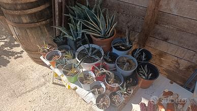 Agave