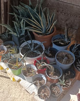 Agave
