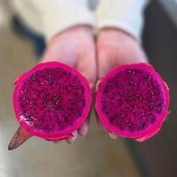 Pianta Frutto del Drago - Dragon Fruit