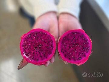 Pianta Frutto del Drago - Dragon Fruit