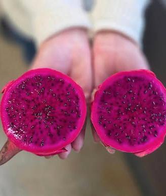 Pianta Frutto del Drago - Dragon Fruit