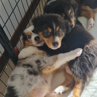 Cuccioli pastore australiano