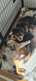 Cuccioli pastore australiano