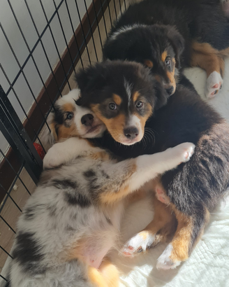 Cuccioli pastore australiano