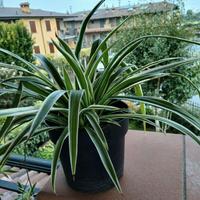 Piante da interno