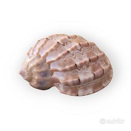 Conchiglia Arpa Harpa Major da Collezione GEM 9cm