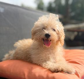 Tommy Cucciolo maltipoo