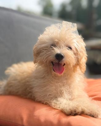 Tommy Cucciolo maltipoo