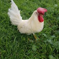 Gallo Livornese