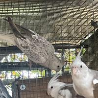 Calopsite femmina cannella perlata