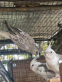 Calopsite femmina cannella perlata