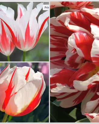 21 bulbi di tulipani bicolori