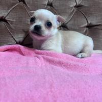 Chihuahua cucciola