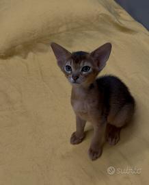Gatto Abissino Cuccioli