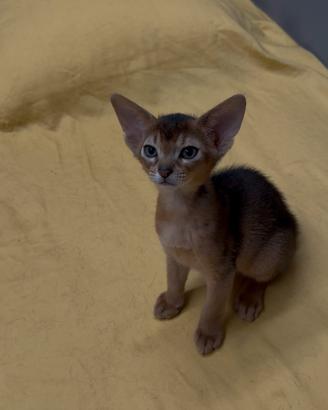 Gatto Abissino Cuccioli