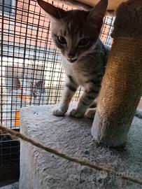 Gattini tigrati 3 mesi