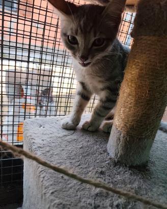 Gattini tigrati 3 mesi