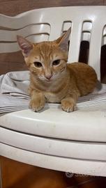 animali da compagnia