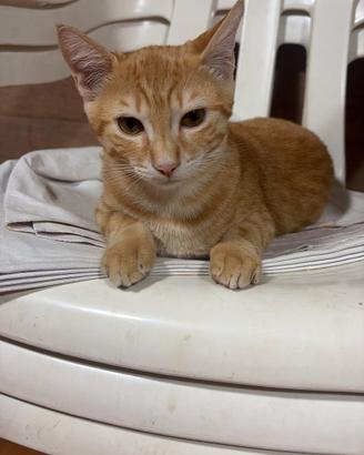 animali da compagnia