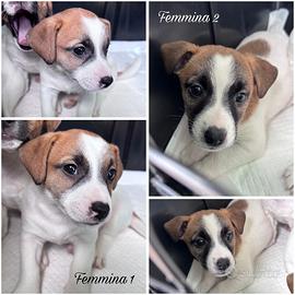 Jack russel femmine con pedigree