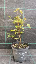 Pre Bonsai  di Acero Tridente Acer Buergerianum 12