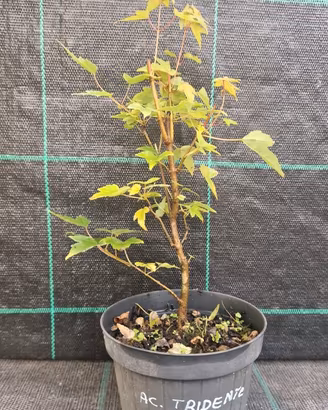 Pre Bonsai  di Acero Tridente Acer Buergerianum 12