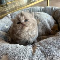 Cucciola British longhair