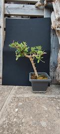 bonsai di ulivo 02/26
