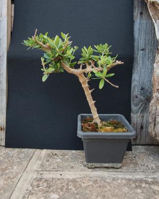 bonsai di ulivo 02/26