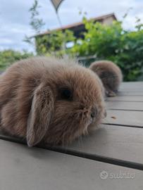 Conigli nani cuccioli