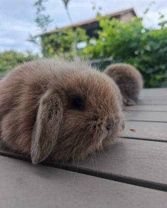 Conigli nani cuccioli