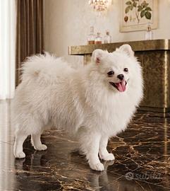 Spitz della pomerania maschio