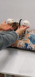 Cuccioli di gattini scottish straight e fold