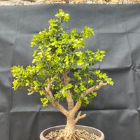 Bonsai Bosso