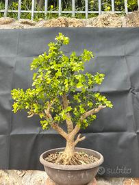 Bonsai Bosso