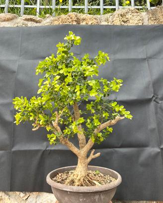Bonsai Bosso