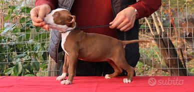 American Pitbull Terrier