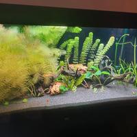 Acquario juwel rio 350l led