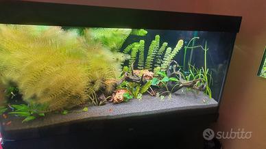 Acquario juwel rio 350l led