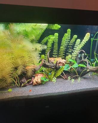 Acquario juwel rio 350l led