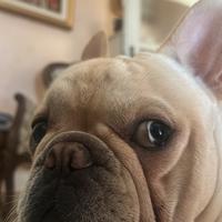 Bulldog francese