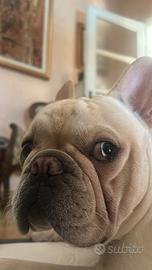 Bulldog francese