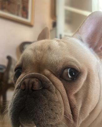 Bulldog francese