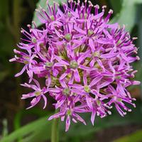 Semi Allium ornamentale 