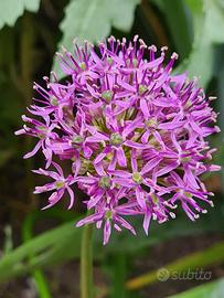 Semi Allium ornamentale 