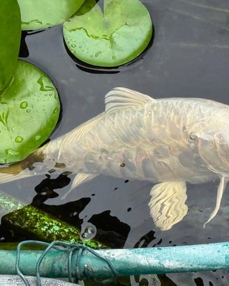 Carpa Koi Argentata Metallica (Ogon/Ginrin) 30 c