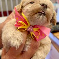 Cuccioli Maltipoo