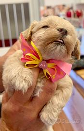 Cuccioli Maltipoo